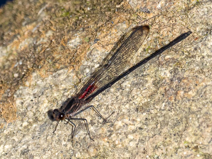 Hetaerina titia (Smoky Rubyspot) male-3.jpg